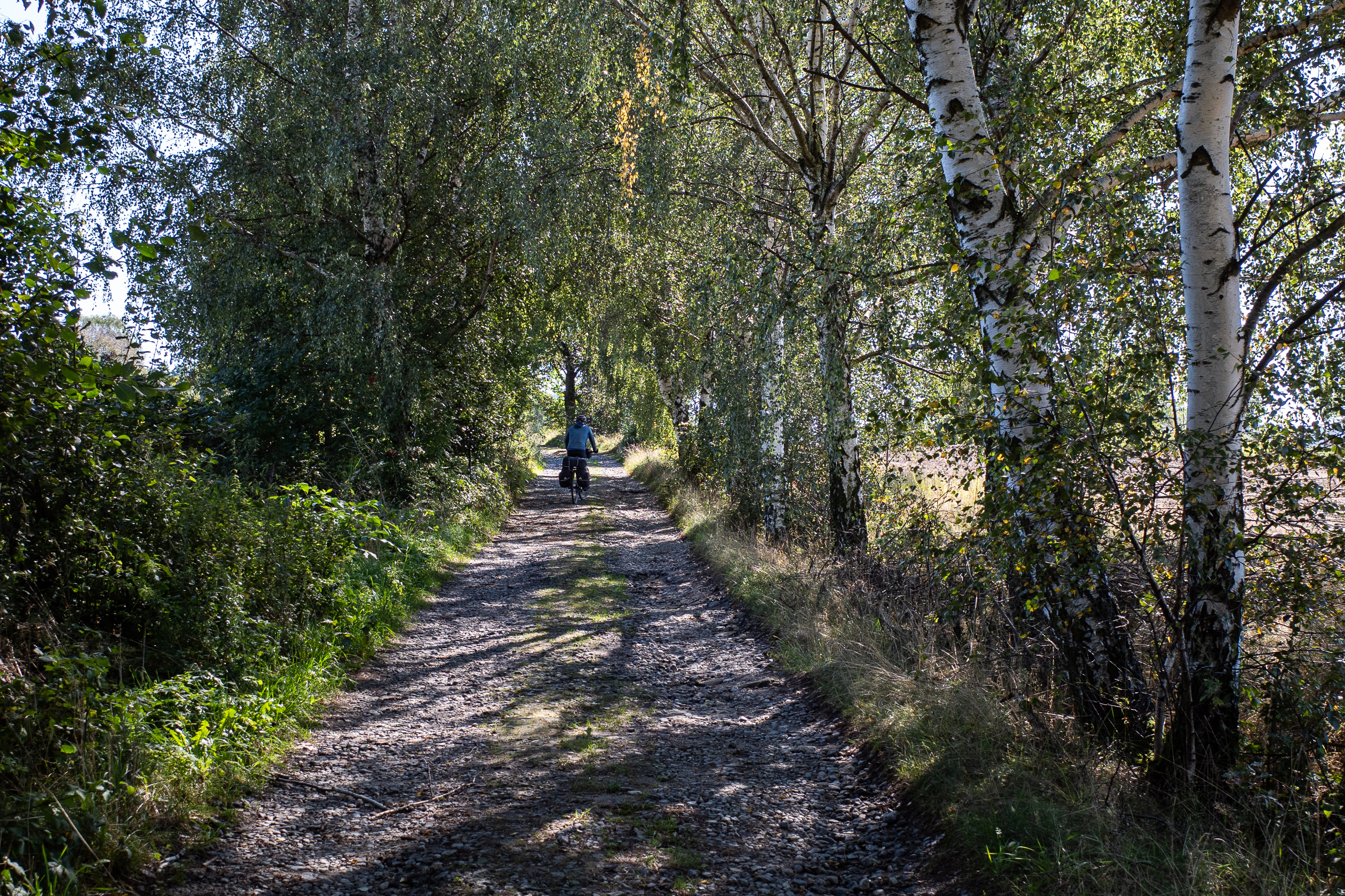 Schotterweg durch die Birkenallee